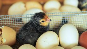 Птицеводам предложили не продавать яйца на электронных тендерах